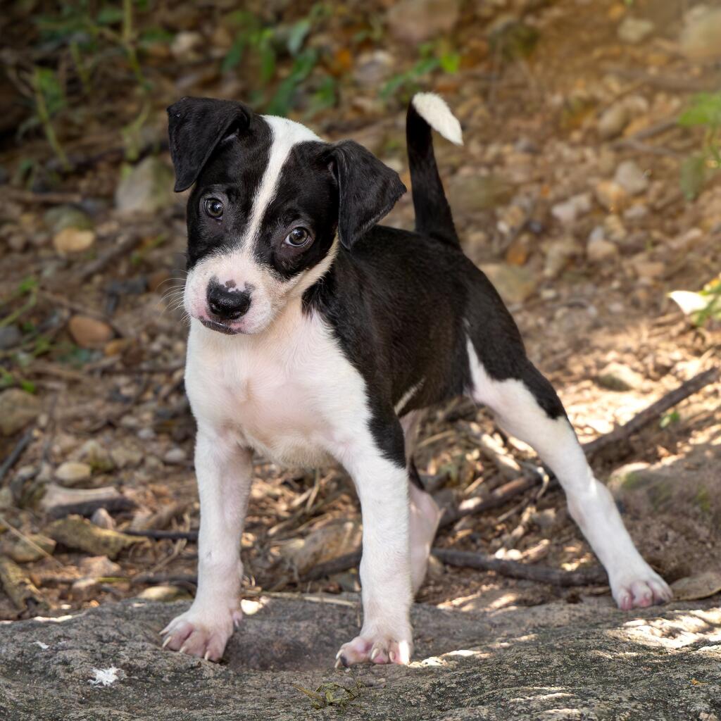 Baloo - Animal ID: 1848