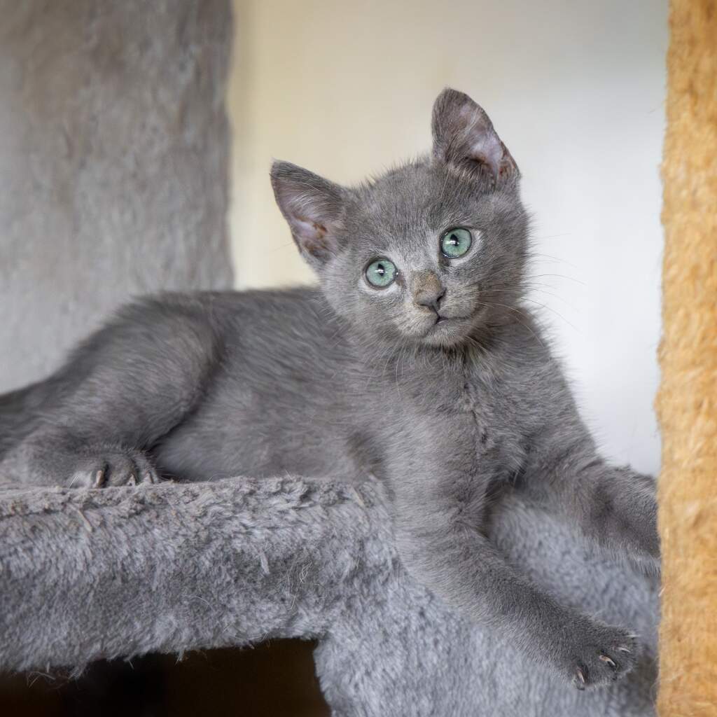 Uva - Animal ID: 1859