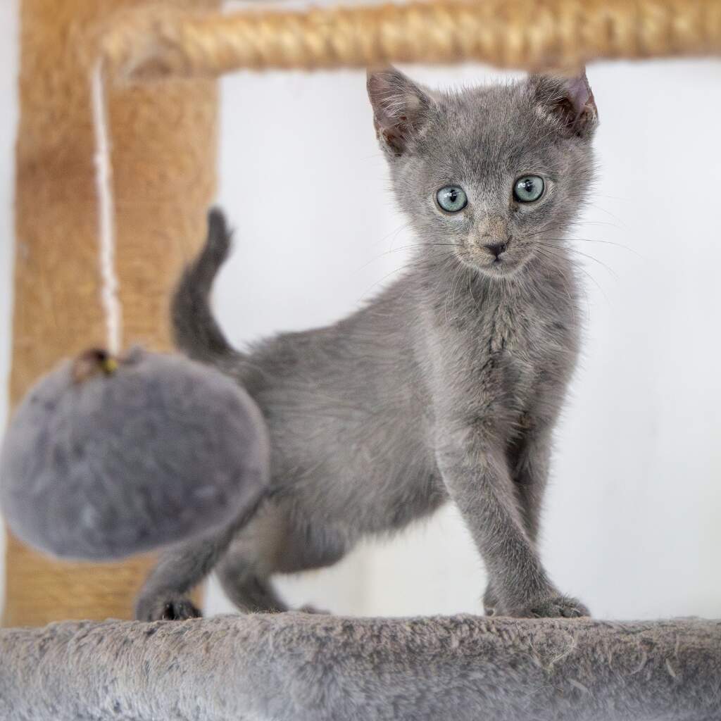 Uva - Animal ID: 1859