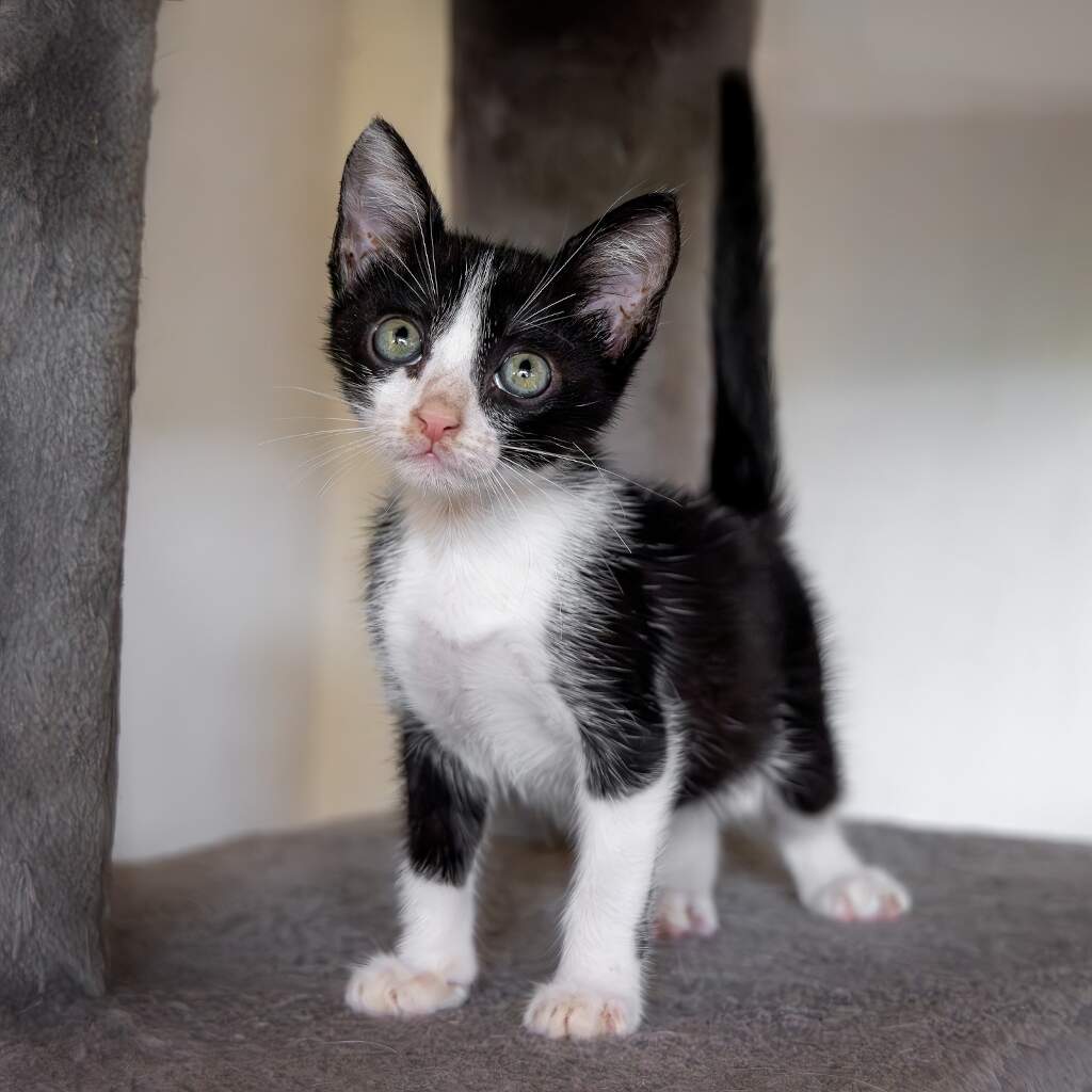 Umi - Animal ID: 1860