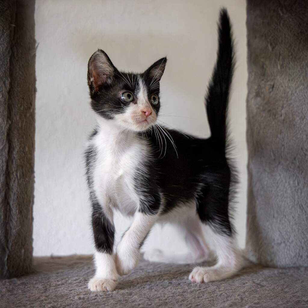 Umi - Animal ID: 1860