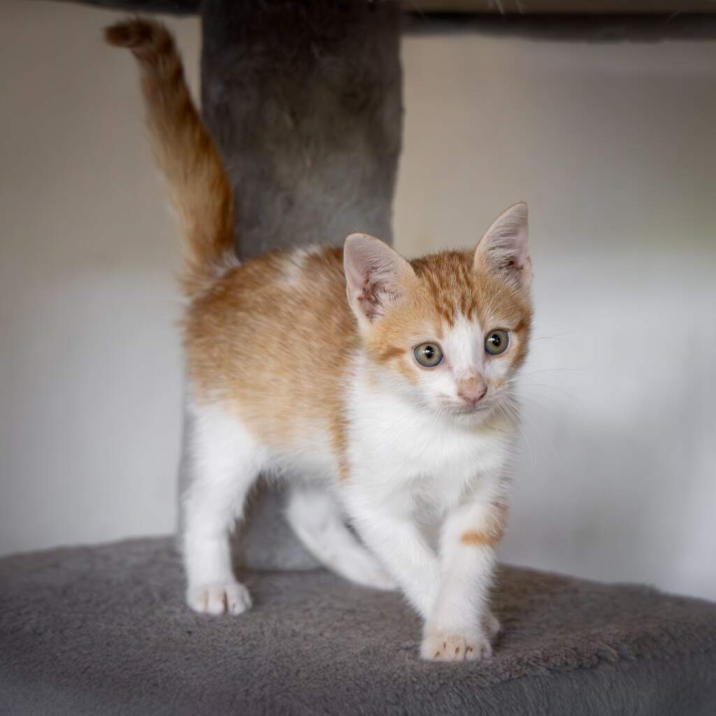 Teo - Animal ID: 1861