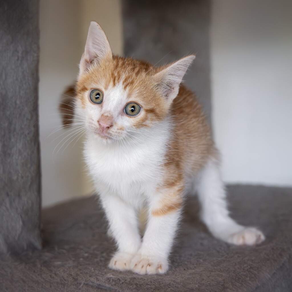 Teo - Animal ID: 1861