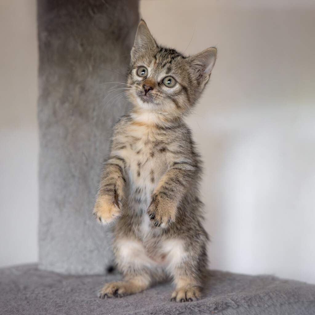 Tini - Animal ID: 1862