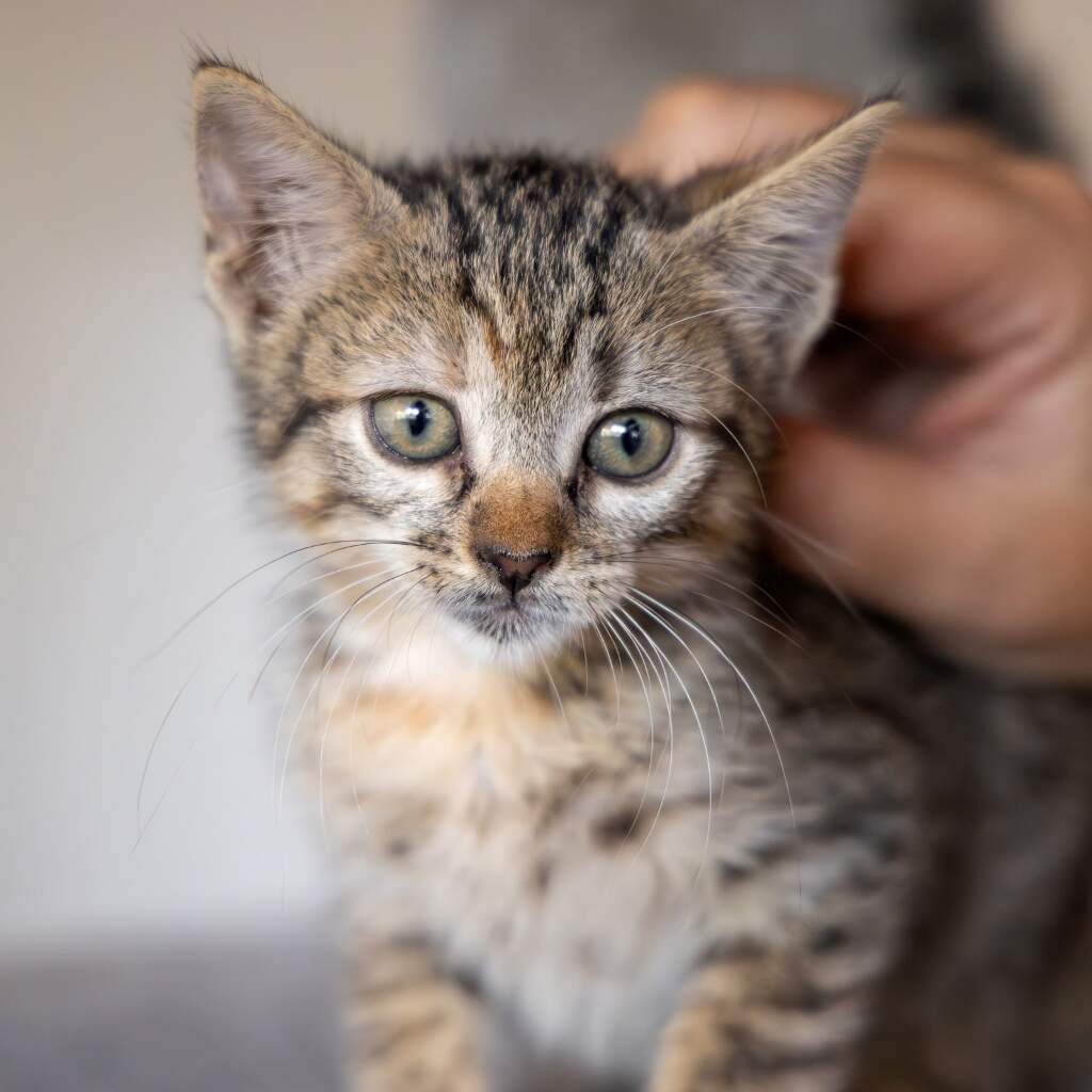 Tini - Animal ID: 1862