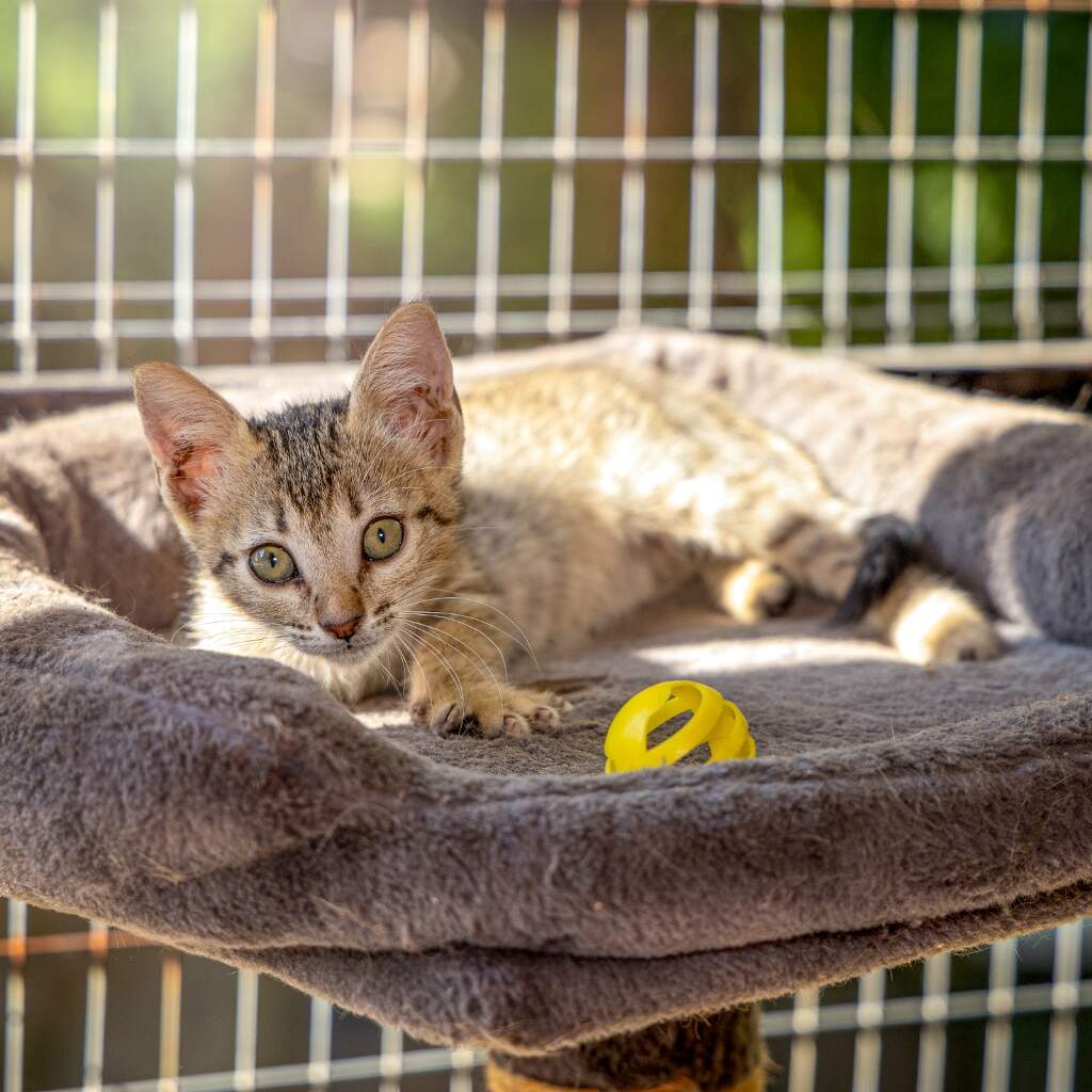 Titi - Animal ID: 1863