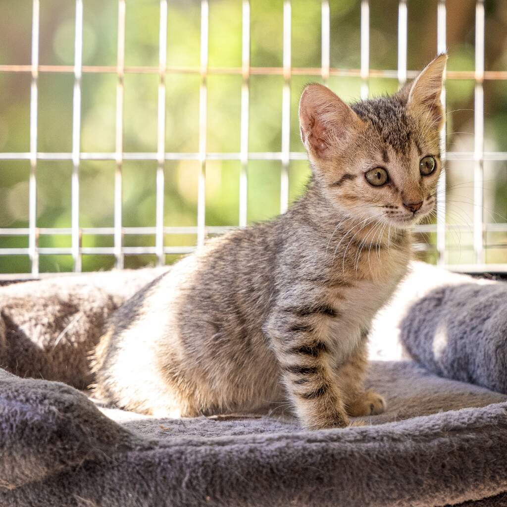 Titi - Animal ID: 1863