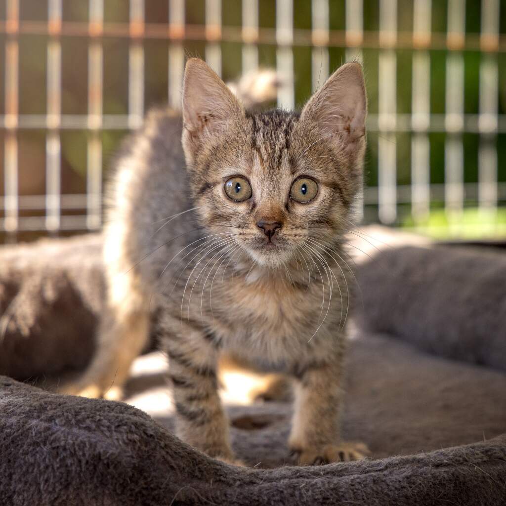 Tati - Animal ID: 1864