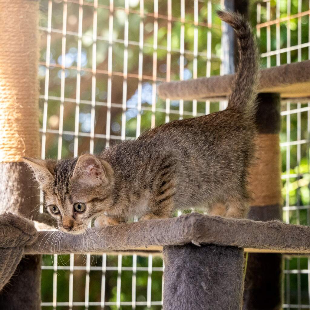 Tati - Animal ID: 1864