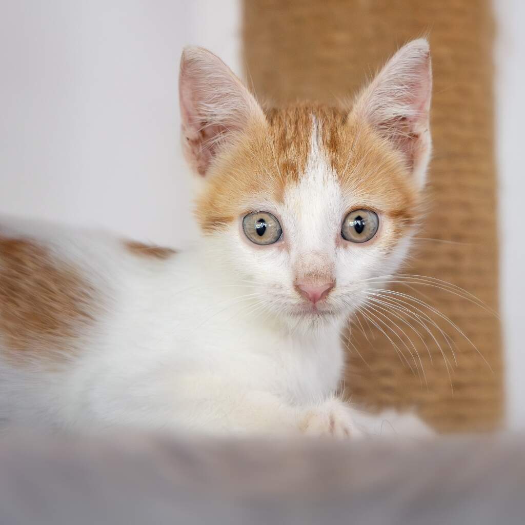 Tim - Animal ID: 1865