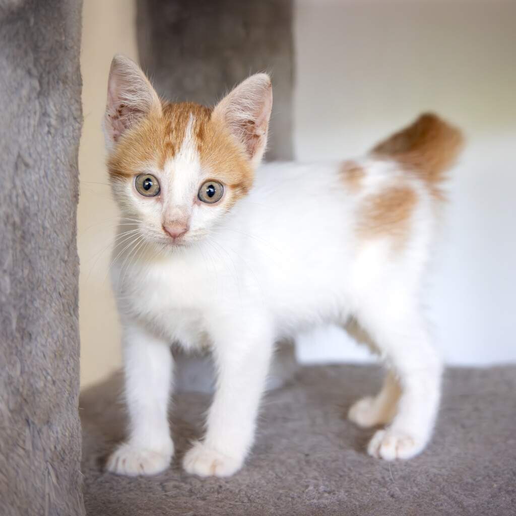 Tim - Animal ID: 1865