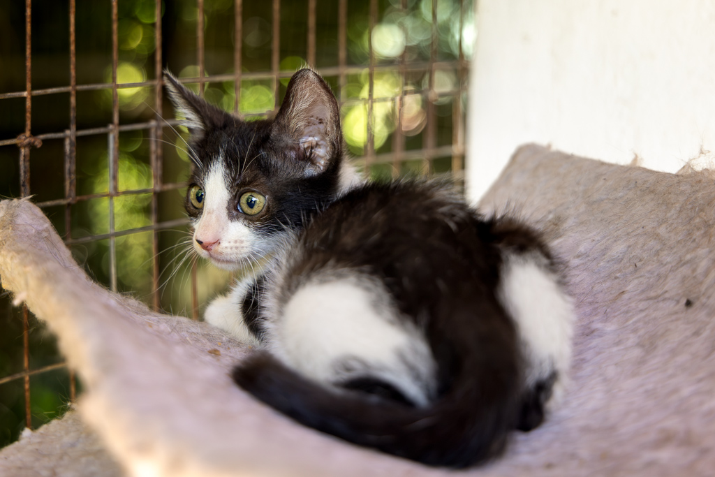 Figaro