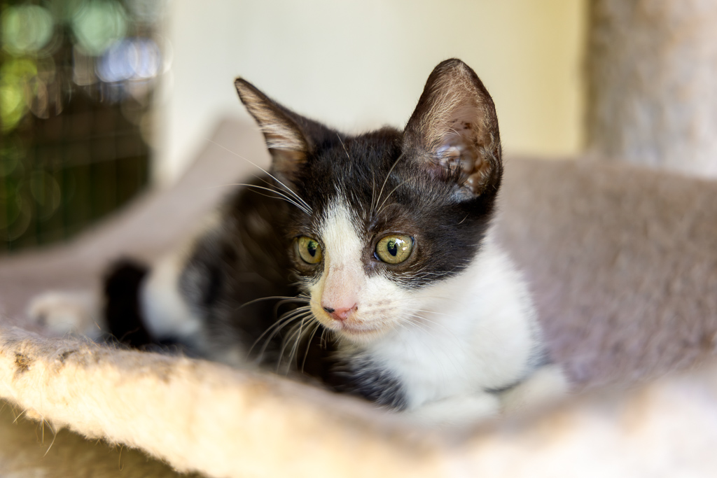 Figaro
