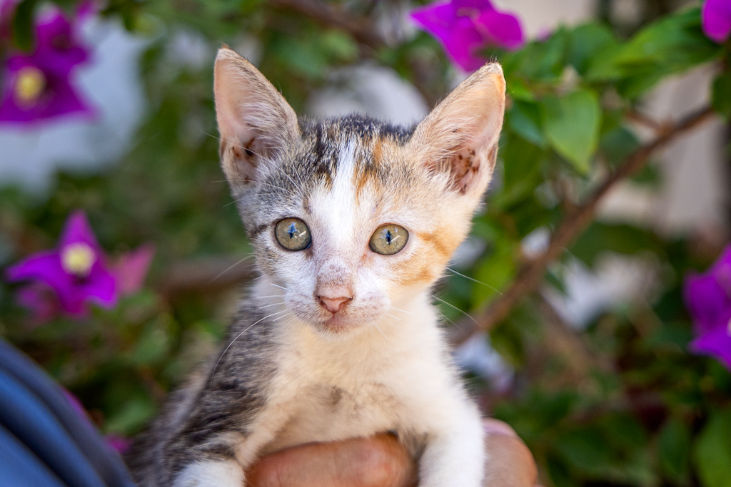 Nicte