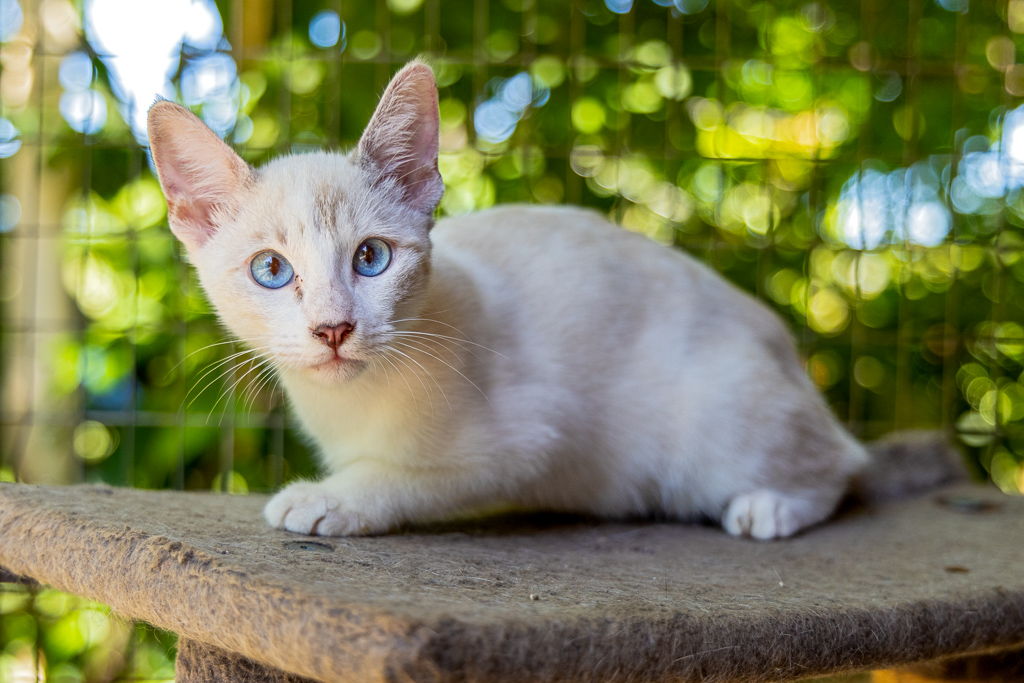 Mau