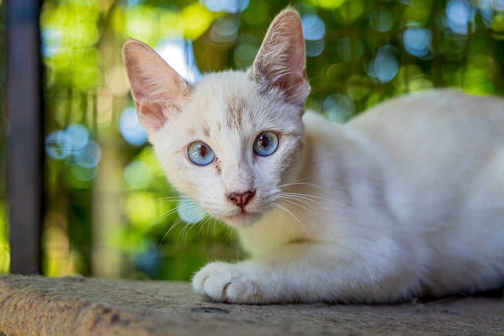 Mau