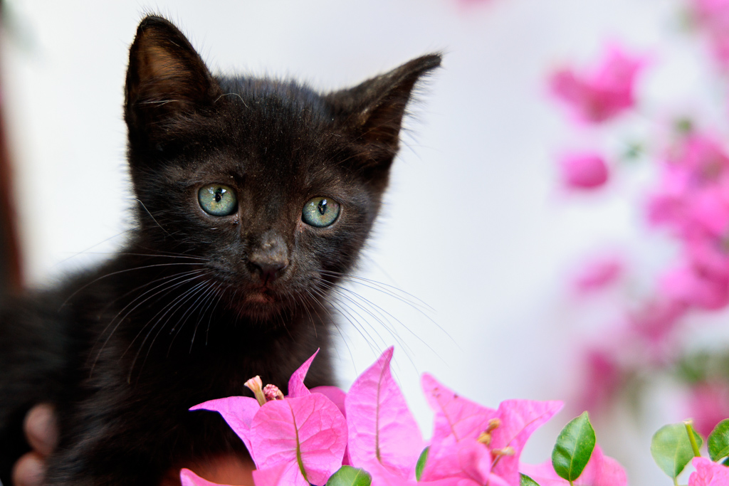 Kitkat