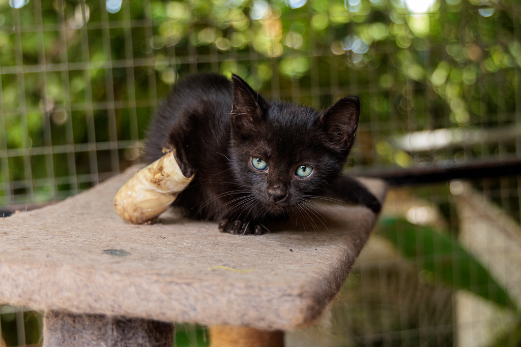 Kitkat