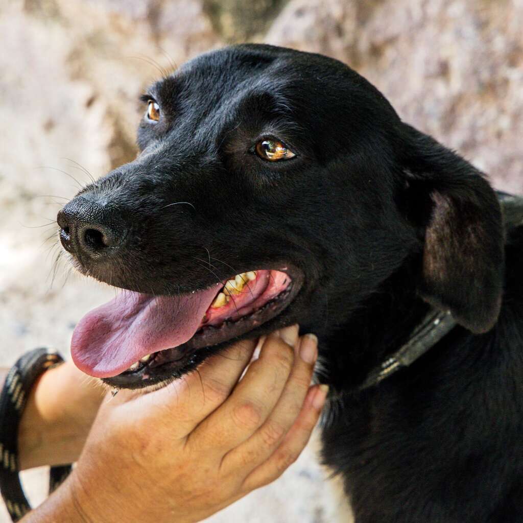 Rambo
