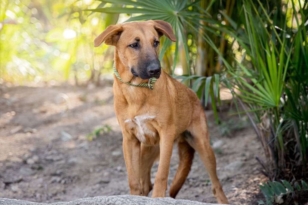Teo