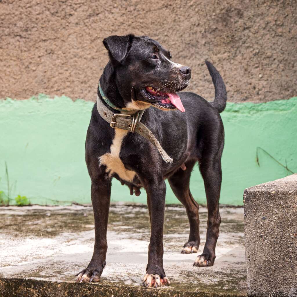 Tomasa