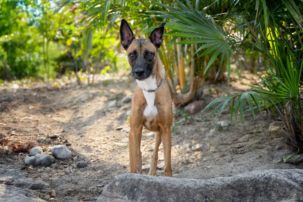 Roxy