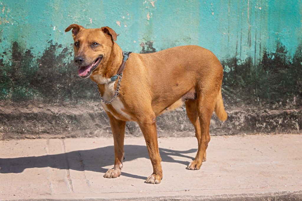 Canela