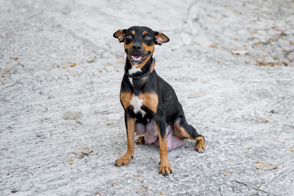 Kali