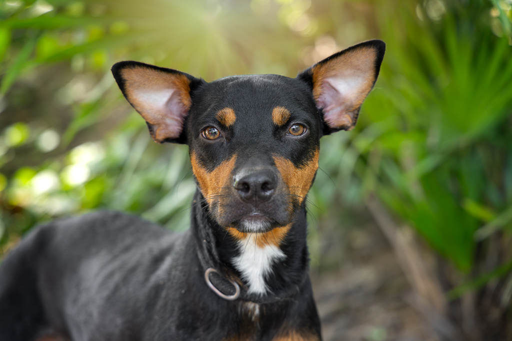 Kali