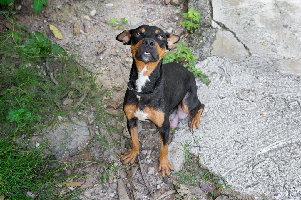 Kali