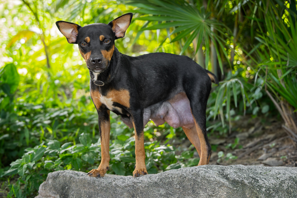 Kali