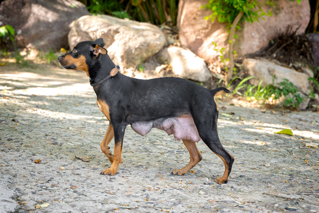 Kali