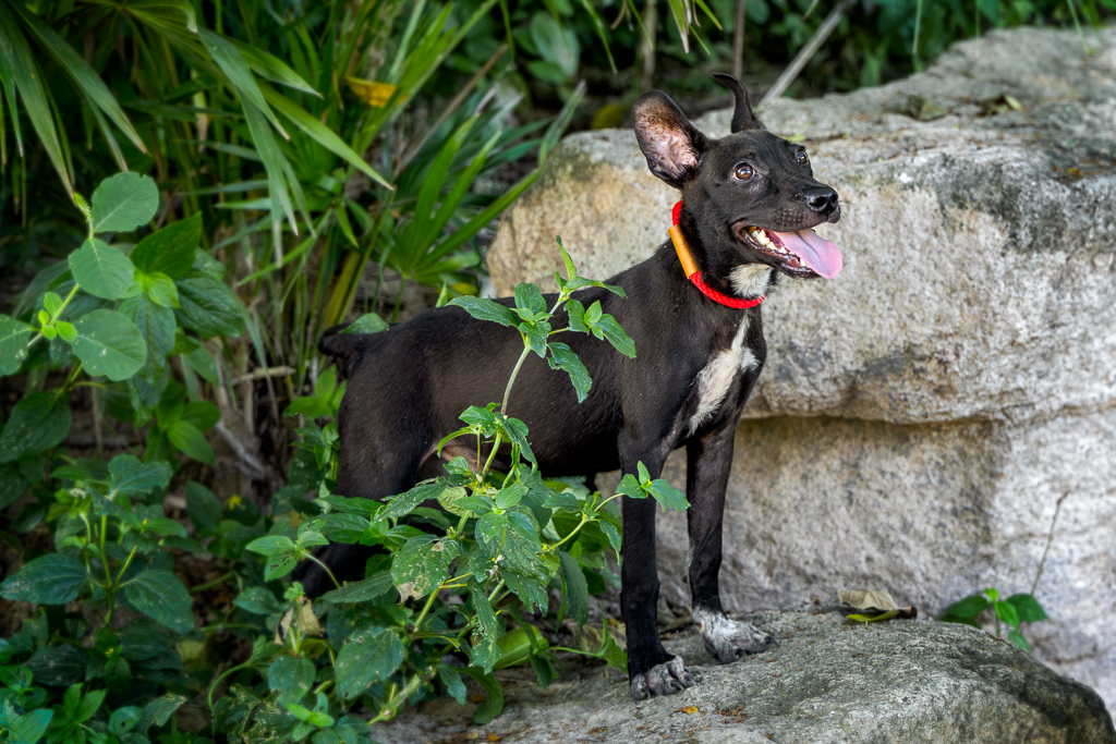 Pepe