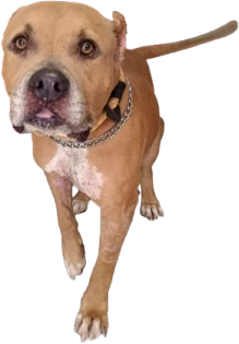 Bubba