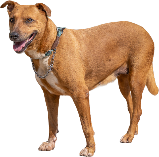 Canela