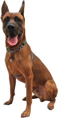 Cooper