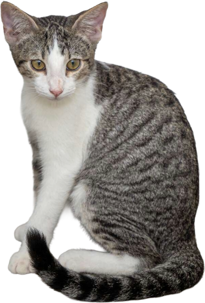 Cuco
