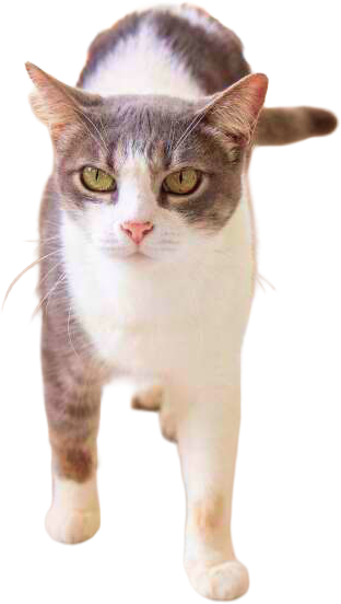 Julieta