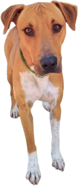 Teo