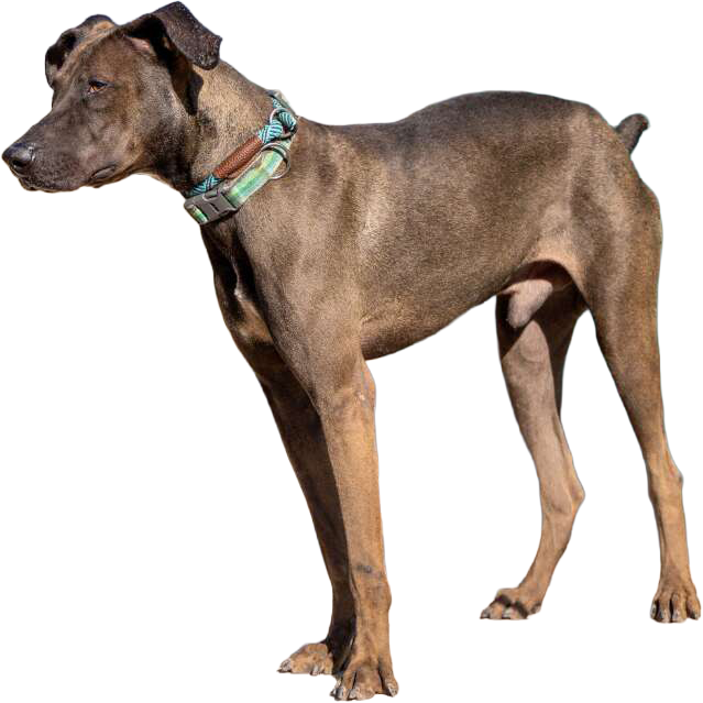 Tyson