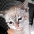 Athos