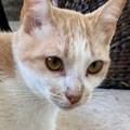 Cheddar