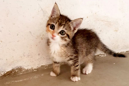 Chitara