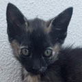 Dalila