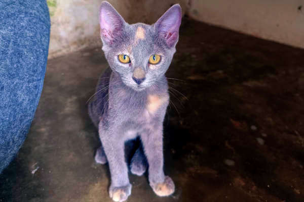 Eli