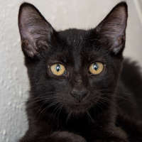 Lista completa de gatos