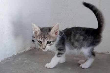 Fergus