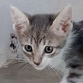 Fergus