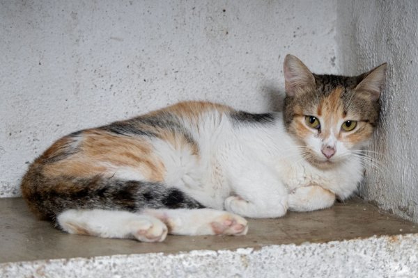 Fiorella