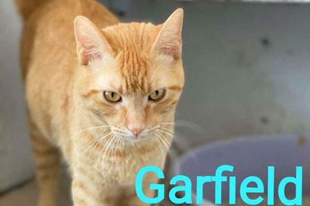 Garfield